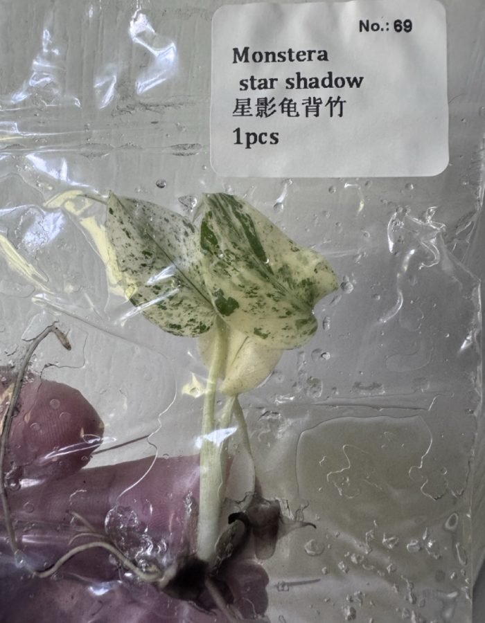 Monstera Star Shadow