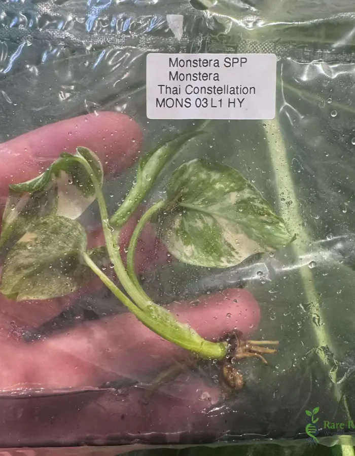 Monstera Thai Constellation